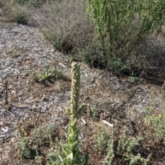 Verbascum thapsus subsp. thapsus (Great Mullein, Aaron's Rod) at Downer, ACT - 30 Jan 2021 by abread111