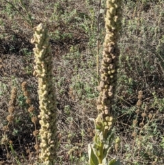 Verbascum thapsus subsp. thapsus at Downer, ACT - 30 Jan 2021