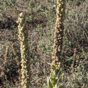 Verbascum thapsus subsp. thapsus at Downer, ACT - 30 Jan 2021