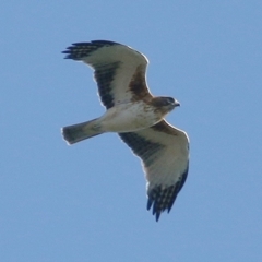 Hieraaetus morphnoides (Little Eagle) at Albury - 19 Apr 2019 by Kyliegw