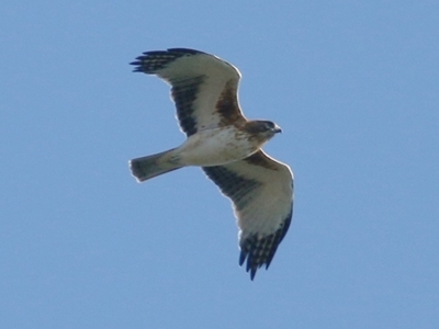 Hieraaetus morphnoides (Little Eagle) at West Albury, NSW - 20 Apr 2019 by KylieWaldon