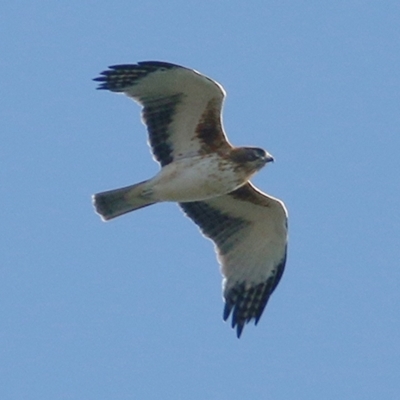 Hieraaetus morphnoides (Little Eagle) at Albury - 19 Apr 2019 by Kyliegw