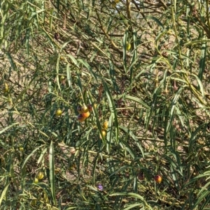 Solanum linearifolium at Downer, ACT - 30 Jan 2021