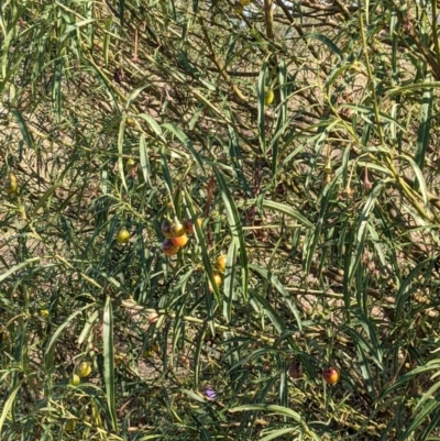 Solanum linearifolium (Kangaroo Apple) at Downer, ACT - 30 Jan 2021 by abread111