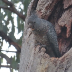 Callocephalon fimbriatum (Gang-gang Cockatoo) at GG149 - 30 Jan 2021 by roymcd