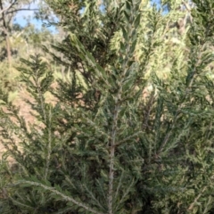 Acacia paradoxa (Kangaroo Thorn) at Hackett, ACT - 30 Jan 2021 by abread111