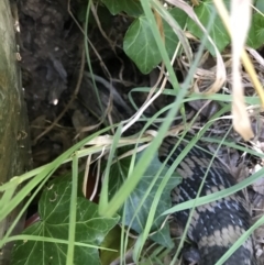 Tiliqua scincoides scincoides (Eastern Blue-tongue) at Hughes Garran Woodland - 24 Jan 2021 by Tapirlord