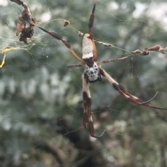 Trichonephila edulis (Golden orb weaver) at Hughes Grassy Woodland - 30 Jan 2021 by Tapirlord