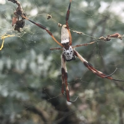 Trichonephila edulis (Golden orb weaver) at Hughes Grassy Woodland - 30 Jan 2021 by Tapirlord