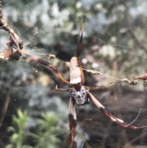 Trichonephila edulis at Hughes, ACT - 30 Jan 2021