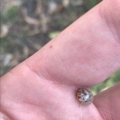 Paropsisterna m-fuscum (Eucalyptus Leaf Beetle) at Red Hill to Yarralumla Creek - 30 Jan 2021 by Tapirlord