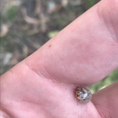 Paropsisterna m-fuscum (Eucalyptus Leaf Beetle) at Red Hill to Yarralumla Creek - 30 Jan 2021 by Tapirlord