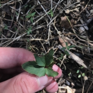 Berberis aquifolium at Deakin, ACT - 30 Jan 2021 05:17 PM