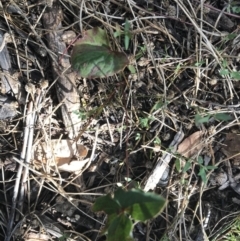 Berberis aquifolium at Deakin, ACT - 30 Jan 2021 05:17 PM