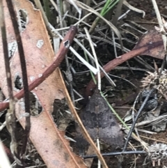 Uresiphita ornithopteralis (Tree Lucerne Moth) at Hughes Grassy Woodland - 30 Jan 2021 by Tapirlord