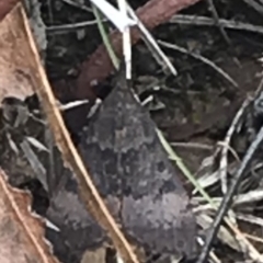 Uresiphita ornithopteralis at Deakin, ACT - 30 Jan 2021 05:21 PM