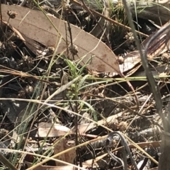 Uresiphita ornithopteralis at Deakin, ACT - 30 Jan 2021 05:21 PM