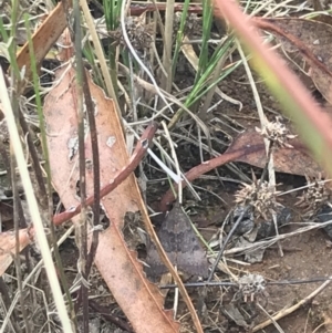 Uresiphita ornithopteralis at Deakin, ACT - 30 Jan 2021 05:21 PM