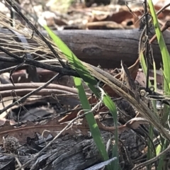 Uresiphita ornithopteralis at Deakin, ACT - 30 Jan 2021