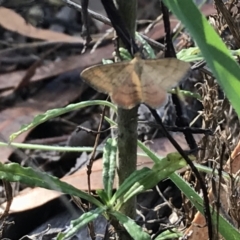 Scopula rubraria (Reddish Wave, Plantain Moth) at Hughes Grassy Woodland - 30 Jan 2021 by Tapirlord