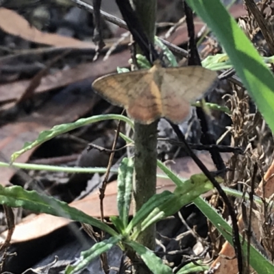 Scopula rubraria (Reddish Wave, Plantain Moth) at Hughes Grassy Woodland - 30 Jan 2021 by Tapirlord