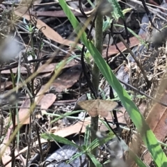 Scopula rubraria at Deakin, ACT - 30 Jan 2021 05:23 PM