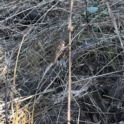 Asilinae sp. (subfamily) (Unidentified asiline Robberfly) at Red Hill to Yarralumla Creek - 30 Jan 2021 by Tapirlord