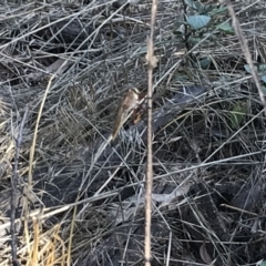 Asilinae sp. (subfamily) (Unidentified asiline Robberfly) at Hughes Grassy Woodland - 30 Jan 2021 by Tapirlord