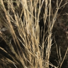 Austrostipa scabra (Corkscrew Grass, Slender Speargrass) at Red Hill to Yarralumla Creek - 30 Jan 2021 by Tapirlord