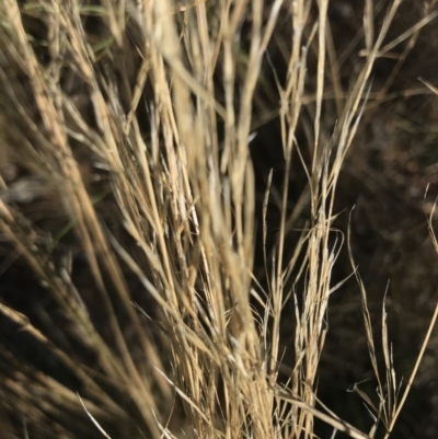 Austrostipa scabra (Corkscrew Grass, Slender Speargrass) at Red Hill to Yarralumla Creek - 30 Jan 2021 by Tapirlord