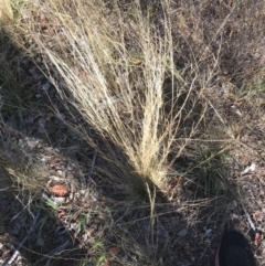 Austrostipa scabra at Deakin, ACT - 30 Jan 2021 05:30 PM