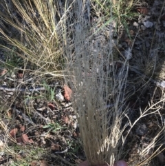 Austrostipa scabra at Deakin, ACT - 30 Jan 2021 05:30 PM