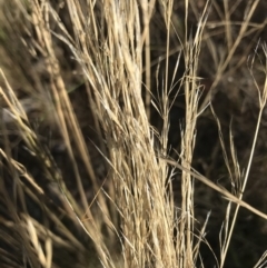 Austrostipa scabra at Deakin, ACT - 30 Jan 2021 05:30 PM