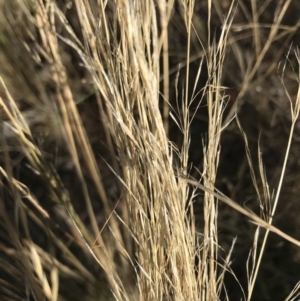 Austrostipa scabra at Deakin, ACT - 30 Jan 2021