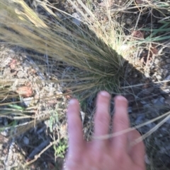 Austrostipa scabra at Deakin, ACT - 30 Jan 2021