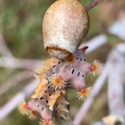 Doratifera vulnerans (Mottled Cup Moth) at Murrumbateman, NSW - 30 Jan 2021 by SimoneC