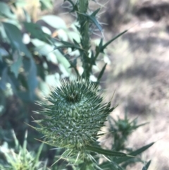 Cirsium vulgare (Spear Thistle) at Hughes, ACT - 30 Jan 2021 by Tapirlord