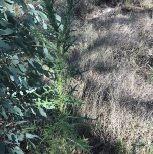 Cirsium vulgare at Hughes, ACT - 30 Jan 2021