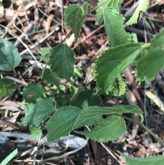 Celtis australis (Nettle Tree) at Hughes, ACT - 30 Jan 2021 by Tapirlord