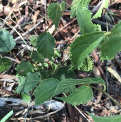 Celtis australis (Nettle Tree) at Hughes, ACT - 30 Jan 2021 by Tapirlord