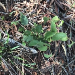 Celtis australis at Hughes, ACT - 30 Jan 2021 05:36 PM