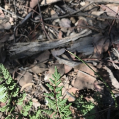 Cheilanthes sieberi (Rock Fern) at Hughes Grassy Woodland - 30 Jan 2021 by Tapirlord