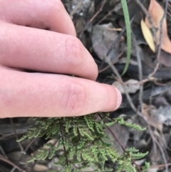 Cheilanthes sieberi at Hughes, ACT - 30 Jan 2021 05:39 PM