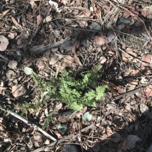 Cheilanthes sieberi at Hughes, ACT - 30 Jan 2021 05:39 PM