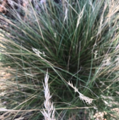 Rytidosperma sp. (Wallaby Grass) at Hughes Grassy Woodland - 30 Jan 2021 by Tapirlord
