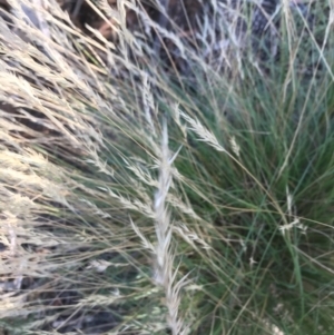 Rytidosperma sp. at Hughes, ACT - 30 Jan 2021 05:42 PM