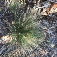 Rytidosperma sp. at Hughes, ACT - 30 Jan 2021 05:42 PM