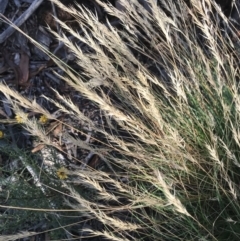 Rytidosperma sp. at Hughes, ACT - 30 Jan 2021 05:42 PM