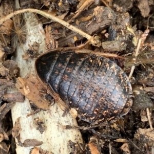 Calolampra sp. (genus) at Murrumbateman, NSW - 30 Jan 2021