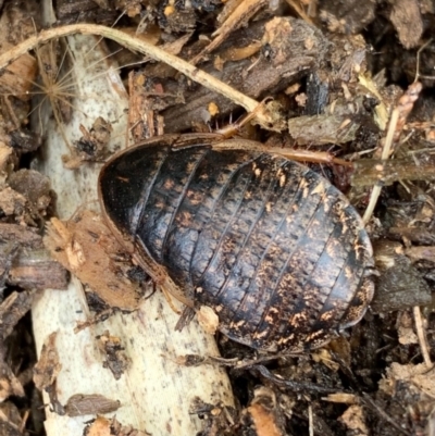 Calolampra sp. (genus) (Bark cockroach) at Murrumbateman, NSW - 29 Jan 2021 by SimoneC